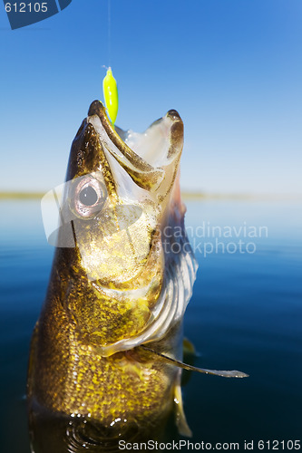 Image of Walleye fishing