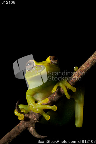 Image of Hypsiboas cinerascens