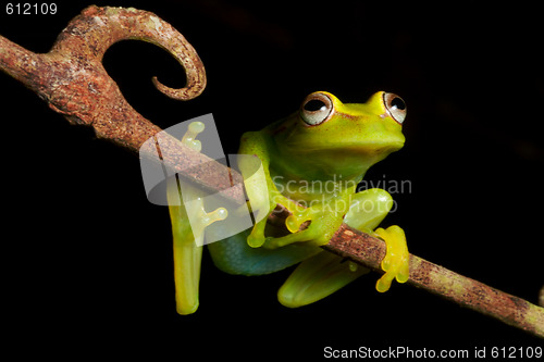 Image of Hypsiboas cinerascens