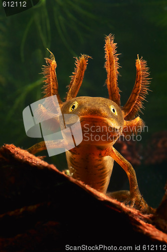 Image of larva crested newt