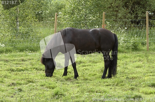 Image of Horse