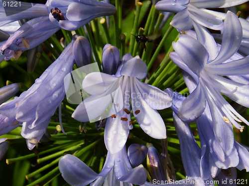 Image of Blue Flowers