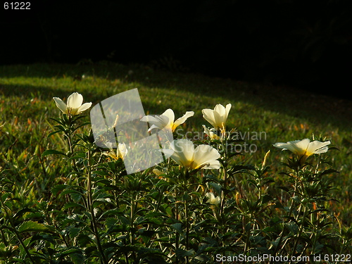 Image of Sunset Flowers