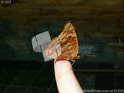 Image of Butterfly sitting on my finger.