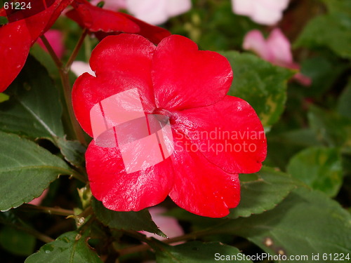 Image of Beautiful red flower