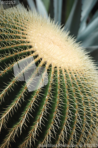 Image of Cactus