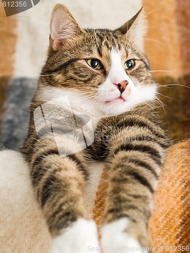 Image of Domestic Cat