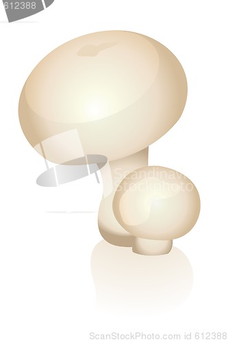 Image of Mushrooms