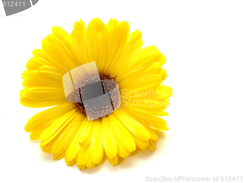 Image of flower