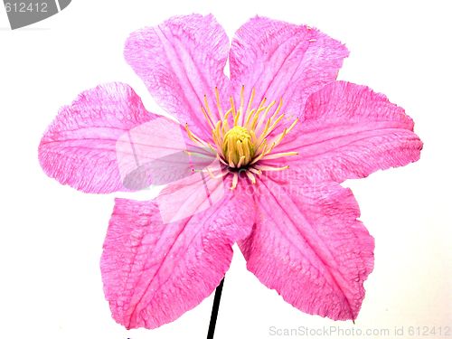 Image of clematis