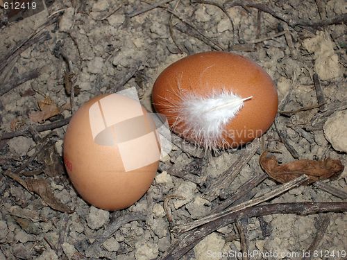 Image of eggs