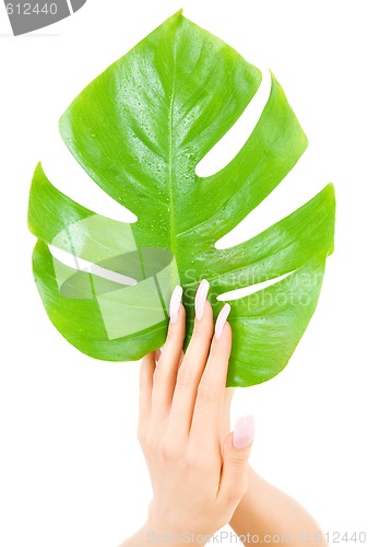 Image of female hands with green leaf