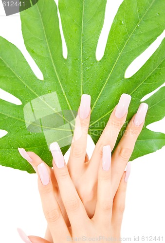 Image of female hands with green leaf