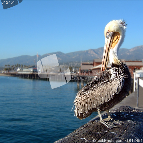 Image of Pelican