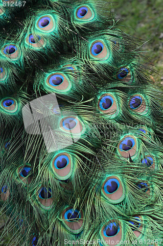 Image of peacock background