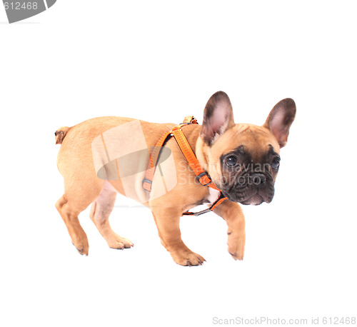 Image of french bulldog