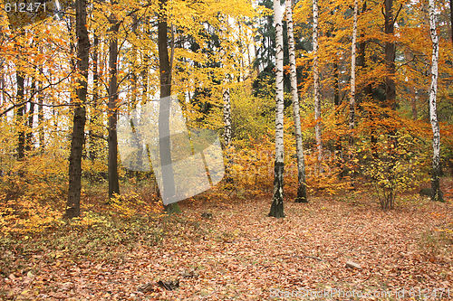 Image of autumn forest