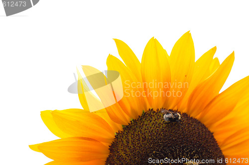 Image of sunflower