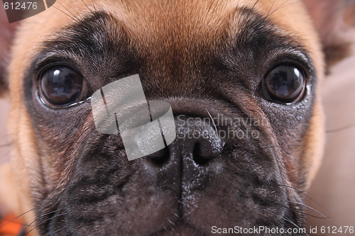 Image of french bulldog