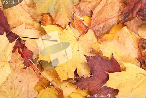 Image of autumn leaves 