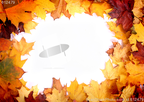 Image of autumn leaves