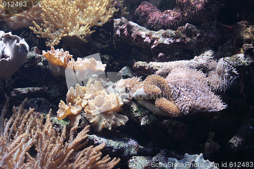 Image of aquarium background