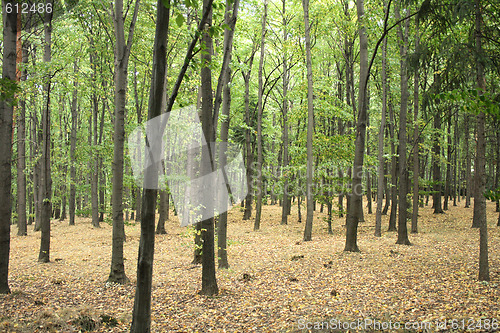 Image of autumn forest