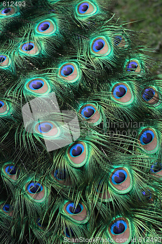 Image of peacocok background