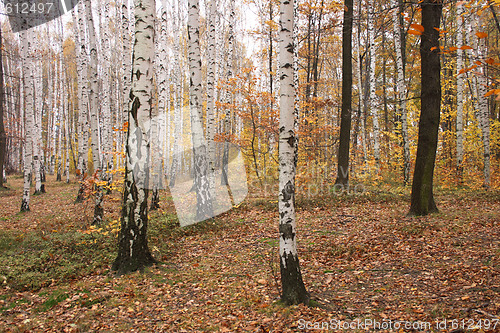 Image of autumn forest