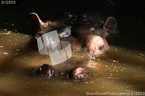 Image of head of hippo