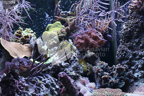 Image of aquarium background