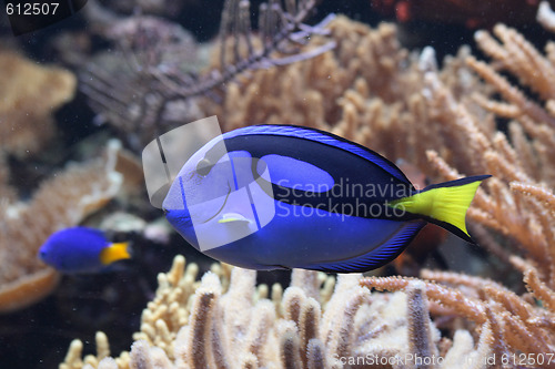 Image of aquarium background