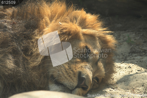 Image of lion is resting 