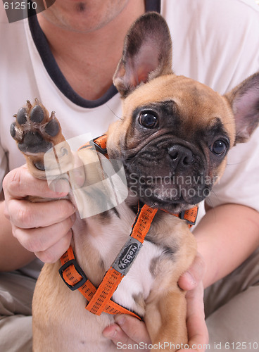 Image of french bulldog