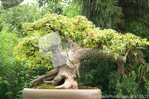 Image of bonsai tree