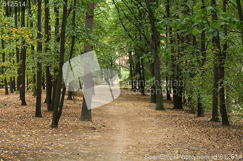 Image of autumn forest