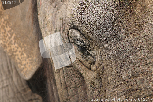 Image of elephant head