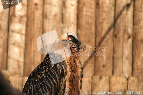 Image of vulture