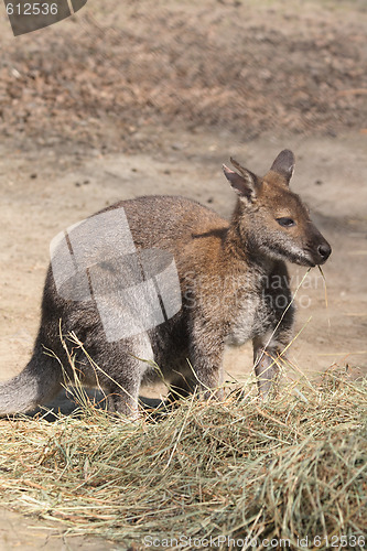 Image of kangaroo