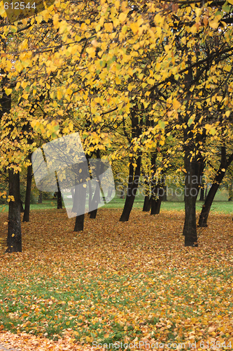Image of autumn forest