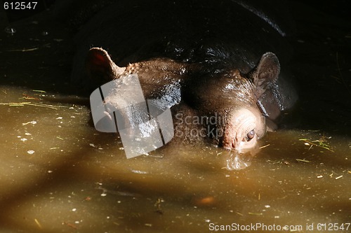 Image of head of hippo