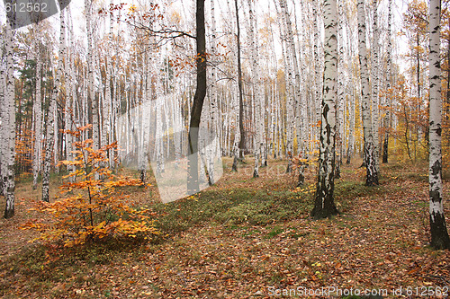 Image of autumn forest