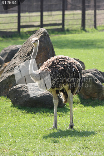 Image of ostrich