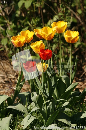 Image of tulips