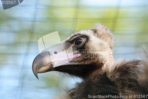 Image of head of vulture