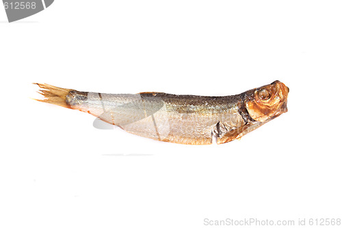 Image of fish