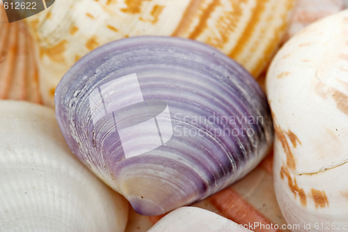 Image of seashells