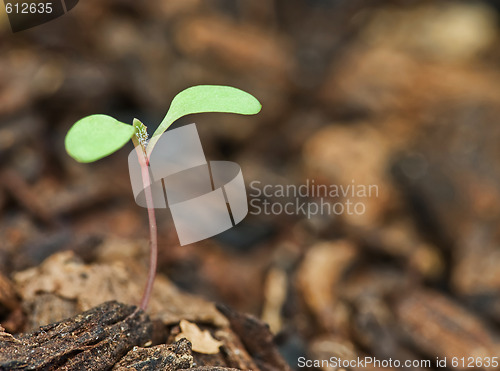 Image of little sprout bud in garden