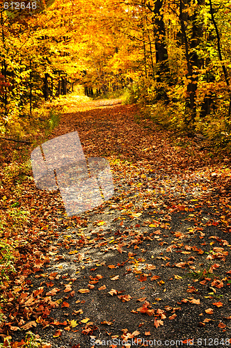 Image of Autumn path