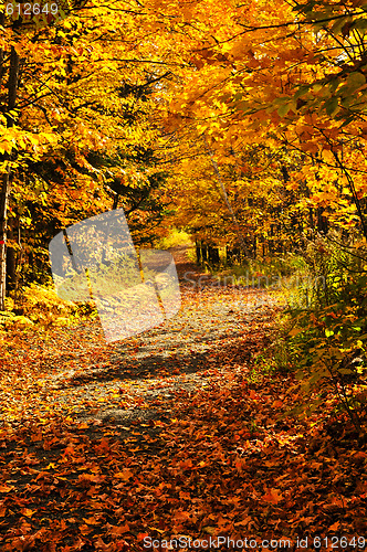 Image of Autumn path